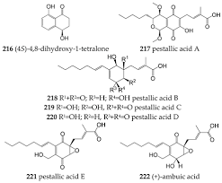 Attēlu rezultāti vaicājumam “Stemonitopsis hyperopta var. landewaldii macro”