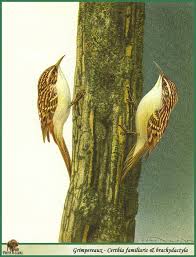 Attēlu rezultāti vaicājumam “Certhia familiaris”