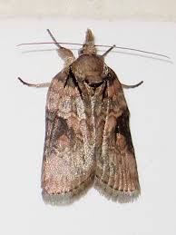 Attēlu rezultāti vaicājumam “Nycteola sp.”