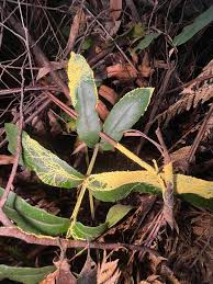Attēlu rezultāti vaicājumam “Leocarpus fragilis stalked”