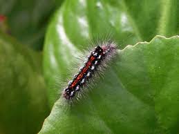 Attēlu rezultāti vaicājumam “Euproctis similis larva”