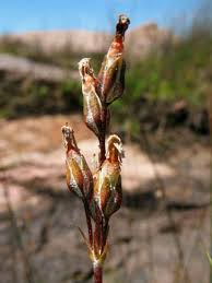 Attēlu rezultāti vaicājumam “Primula farinosa bud”
