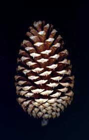 Attēlu rezultāti vaicājumam “Pinus ponderosa fruit”