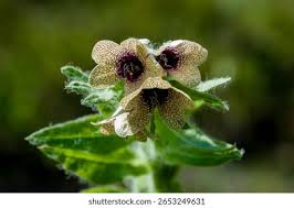 Attēlu rezultāti vaicājumam “Hyoscyamus niger”