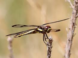 Attēlu rezultāti vaicājumam “Licea pusilla macro”