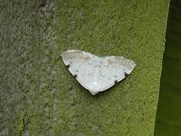 Attēlu rezultāti vaicājumam “Lomographa bimaculata”