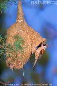 Attēlu rezultāti vaicājumam “Remiz pendulinus nest”