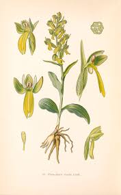 Attēlu rezultāti vaicājumam “Coeloglossum viride flower”