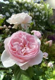 「アイスバーグ」の画像検索結果