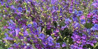 Attēlu rezultāti vaicājumam “Stemonitis marjana macro”