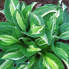 Attēlu rezultāti vaicājumam “Hosta sp.”