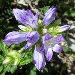 Image result for Campanula lingulata