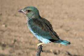 Attēlu rezultāti vaicājumam “Coracias garrulus”