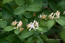 Attēlu rezultāti vaicājumam “Lonicera tatarica bud”
