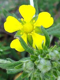 Image result for Potentilla argentea