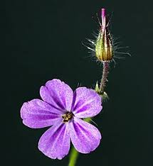 Attēlu rezultāti vaicājumam “Geranium robertianum fruit”