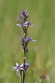 Attēlu rezultāti vaicājumam “Swertia perennis”