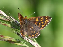 Attēlu rezultāti vaicājumam “Hamearis lucina underside”