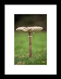 Attēlu rezultāti vaicājumam “Macrolepiota procera”