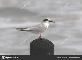 Image result for Sterna forsteri