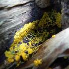 A slime mould plasmodium, - via Daymix