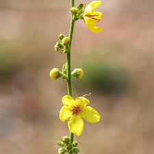 Attēlu rezultāti vaicājumam “Verbascum blattaria flower”