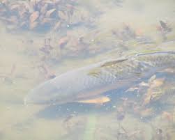 Image result for Ictiobus niger