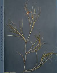 Attēlu rezultāti vaicājumam “Stuckenia pectinata”