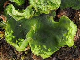 Attēlu rezultāti vaicājumam “Licea pusilla”