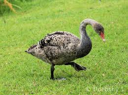 Attēlu rezultāti vaicājumam “Cygnus cygnus juvenile”