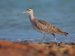 Attēlu rezultāti vaicājumam “Numenius phaeopus adult”