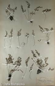 Attēlu rezultāti vaicājumam “Asplenium ruta-muraria”