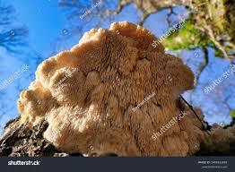 Attēlu rezultāti vaicājumam “Hericium cirrhatum”