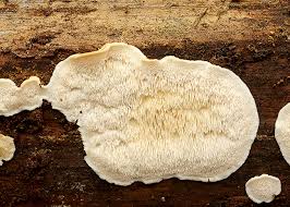 Attēlu rezultāti vaicājumam “Postia leucomallella”