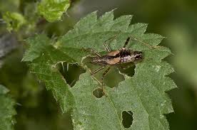 Attēlu rezultāti vaicājumam “Himacerus apterus”