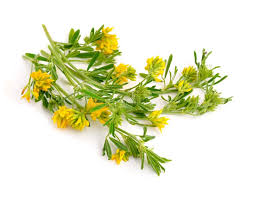 Attēlu rezultāti vaicājumam “Medicago sativa subsp. falcata bud”