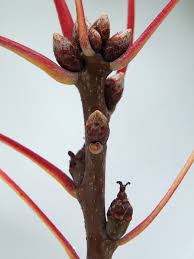 Attēlu rezultāti vaicājumam “Quercus rubra bud”