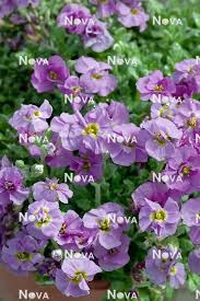 Attēlu rezultāti vaicājumam “Aubrieta deltoidea”