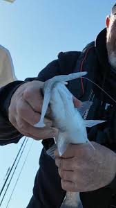 Image result for Newhaven Deep Sea Anglers