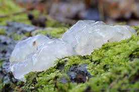 Attēlu rezultāti vaicājumam “Exidia thuretiana”