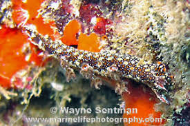 ผลการค้นหารูปภาพสำหรับ Bornella Anguilla