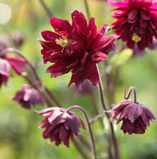 Image result for Aquilegia vulgaris