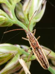 Attēlu rezultāti vaicājumam “Myrmus miriformis”
