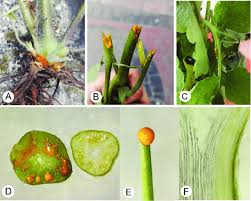 Attēlu rezultāti vaicājumam “Chelidonium majus leaf”