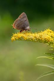 Attēlu rezultāti vaicājumam “Thecla betulae”