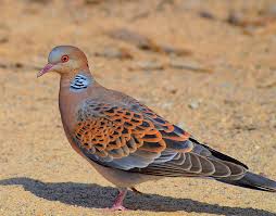 Image result for Streptopelia orientalis