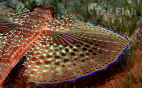 Image result for Dactylopterus volitans