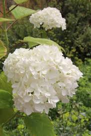 Attēlu rezultāti vaicājumam “Hydrangea arborescens subsp. discolor flower”