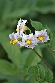 Attēlu rezultāti vaicājumam “Solanum tuberosum flower”