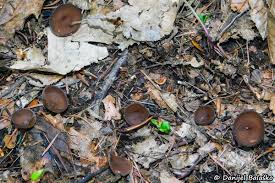 Attēlu rezultāti vaicājumam “Dumontinia tuberosa”